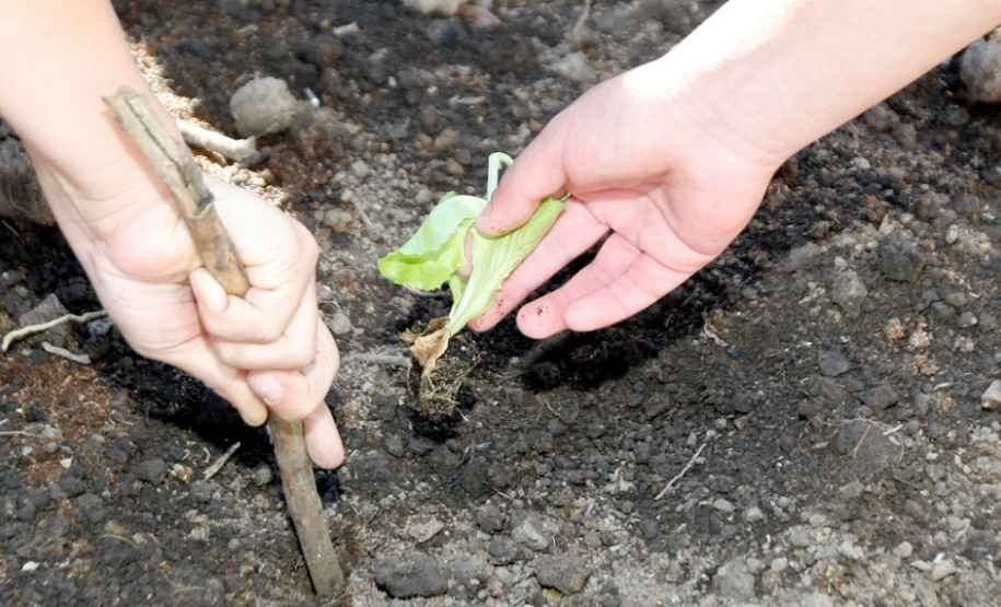 Colombo - 19-04-13 - Colégio Estadual Helena Kolody em Colombo, horta onde os alunos plantam e praticam matemática.