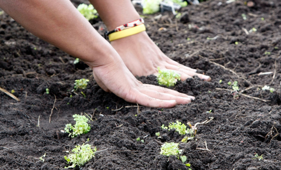 04-06-13 - Pinhais, Centro Estadual de Educação Profissional Newton Freire Maia, alunos tem aula prática de plantio.