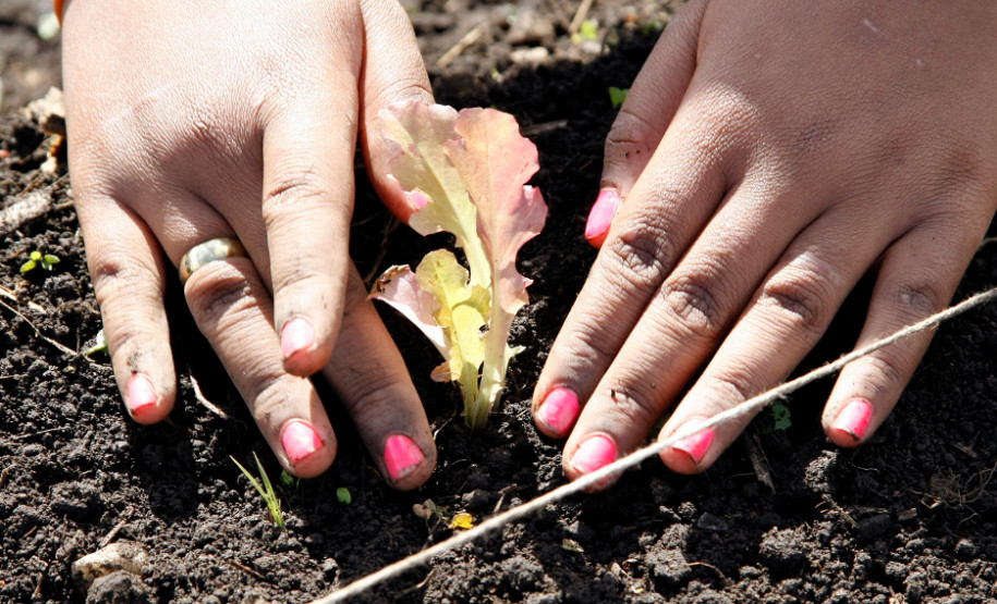 04-06-13 - Pinhais, Centro Estadual de Educação Profissional Newton Freire Maia, alunos tem aula prática de plantio.