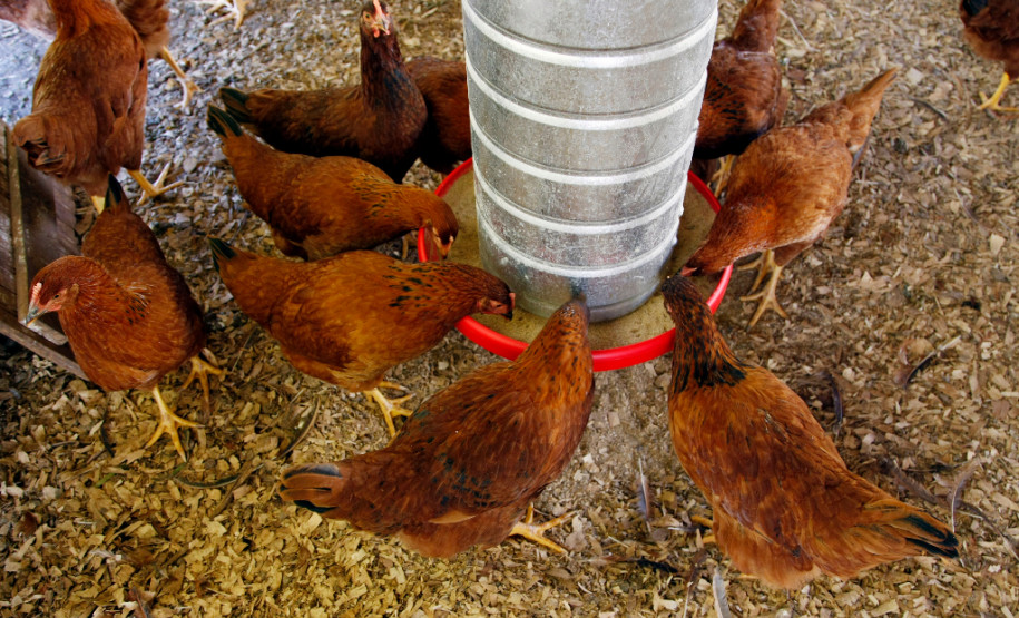 04-06-13 - Pinhais, Centro Estadual de Educação Profissional Newton Freire Maia, granja.