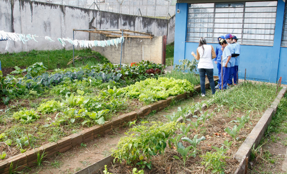 10-06-13 - Colégio Estadual Algacyr Munhoz Maer, alunos usam a horta para ter prova de inglês.