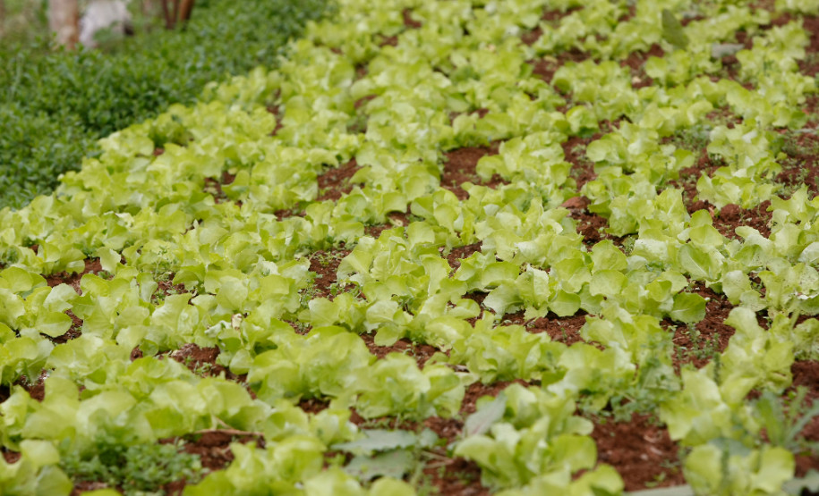 Pato Branco, Agricultura Familiar, na foto produção de alimentos da familia de Vilson de Melo e Sandra Giacomani de Melo. 27-08-13.