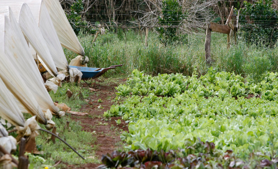 Pato Branco, Agricultura Familiar, na foto produção de alimentos da familia de Vilson de Melo e Sandra Giacomani de Melo. 27-08-13.
