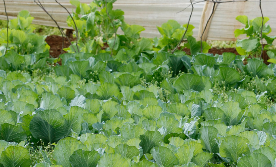 Pato Branco, Agricultura Familiar, na foto produção de alimentos da familia de Vilson de Melo e Sandra Giacomani de Melo. 27-08-13.
