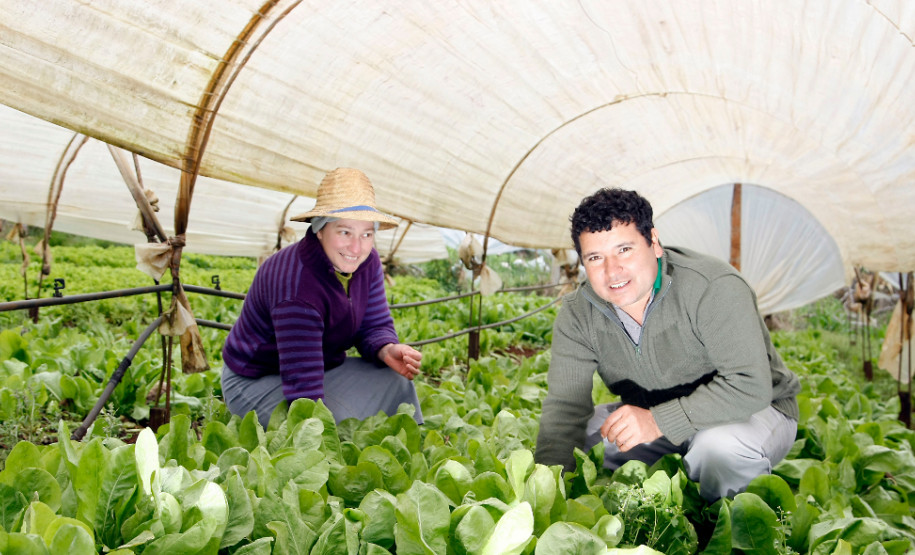 Pato Branco, Agricultura Familiar, na foto produção de alimentos da familia de Vilson de Melo e Sandra Giacomani de Melo. 27-08-13.