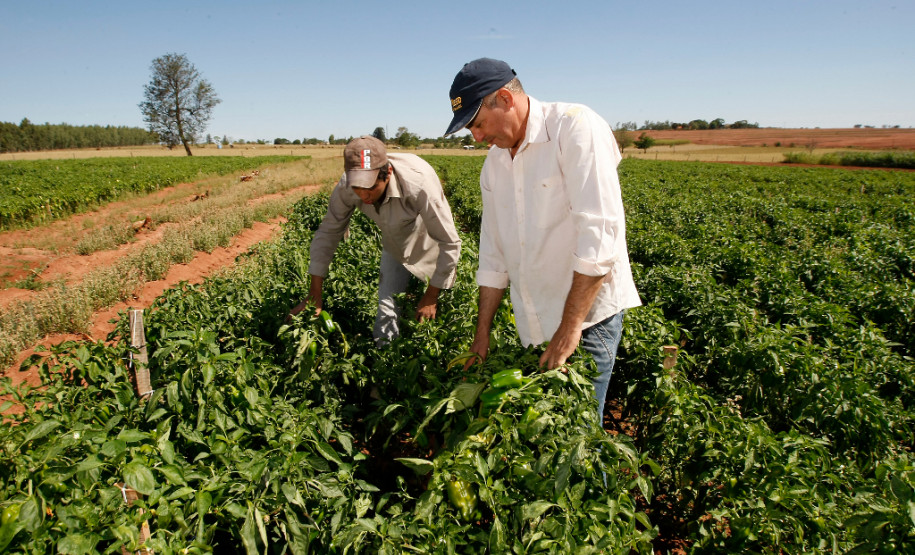 Agricultura familiar, produtores Agnaldo Lolli e o filho Agnaldo Lolli Junior em Umuarama. 18-09-13.