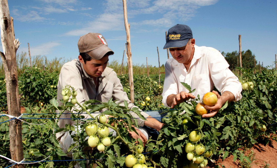 Agricultura familiar, produtores Agnaldo Lolli e o filho Agnaldo Lolli Junior em Umuarama. 18-09-13.