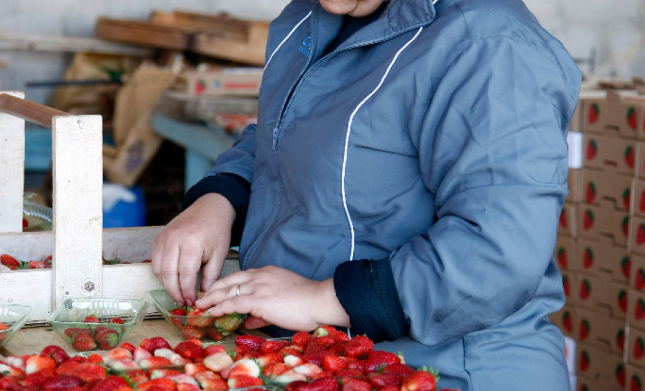 Pequeno agricultor, produção de alimentos para escolas, na foto produção de morangos, na foto a funcionária Sandra Regina Romero Campos. 18-09-13.