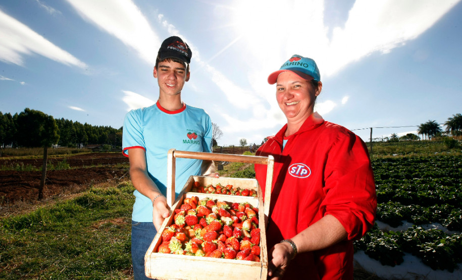 Pequeno agricultor, produção de alimentos para escolas, na foto produção de morangos, na foto Sirlene Valeria Margins Campos e o filho Hugo Margins Campos. 18-09-13.