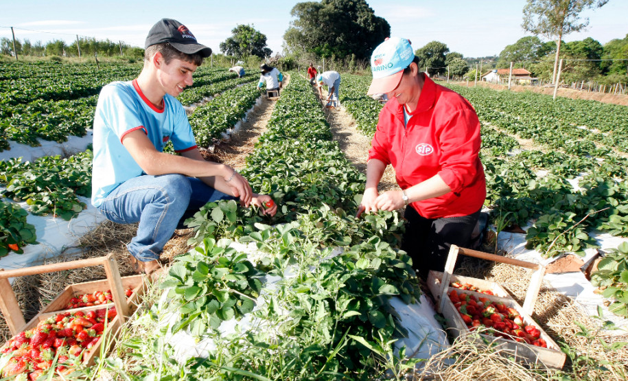 Pequeno agricultor, produção de alimentos para escolas, na foto produção de morangos, na foto Sirlene Valeria Margins Campos e o filho Hugo Margins Campos. 18-09-13.