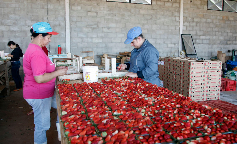 Pequeno agricultor, produção de alimentos para escolas, na foto produção de morangos, na foto a funcionária Sandra Regina Romero Campos. 18-09-13.