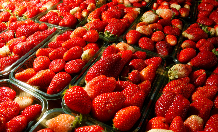 Pequeno agricultor, produção de alimentos para escolas, na foto produção de morangos. 18-09-13.