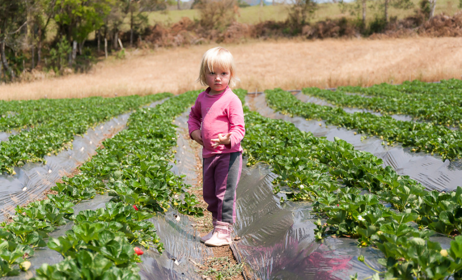 O morango utilizado na receita do sorvete foi cultivado na propriedade da família Ladeca. Depois que concluiu o curso de Técnico Agrícola em uma escola da rede estadual de ensino, o produtor rural Cláudio Ladeca resolveu investir na produção de hortifrutigranjeiros. O destaque da propriedade rural é a produção de morango em uma área de 4 mil metros quadrados.
