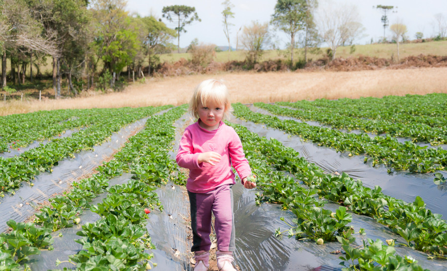 O morango utilizado na receita do sorvete foi cultivado na propriedade da família Ladeca. Depois que concluiu o curso de Técnico Agrícola em uma escola da rede estadual de ensino, o produtor rural Cláudio Ladeca resolveu investir na produção de hortifrutigranjeiros. O destaque da propriedade rural é a produção de morango em uma área de 4 mil metros quadrados.