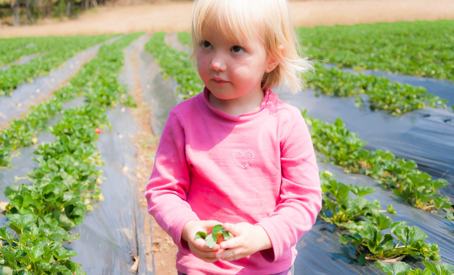 O morango utilizado na receita do sorvete foi cultivado na propriedade da família Ladeca. Depois que concluiu o curso de Técnico Agrícola em uma escola da rede estadual de ensino, o produtor rural Cláudio Ladeca resolveu investir na produção de hortifrutigranjeiros. O destaque da propriedade rural é a produção de morango em uma área de 4 mil metros quadrados.