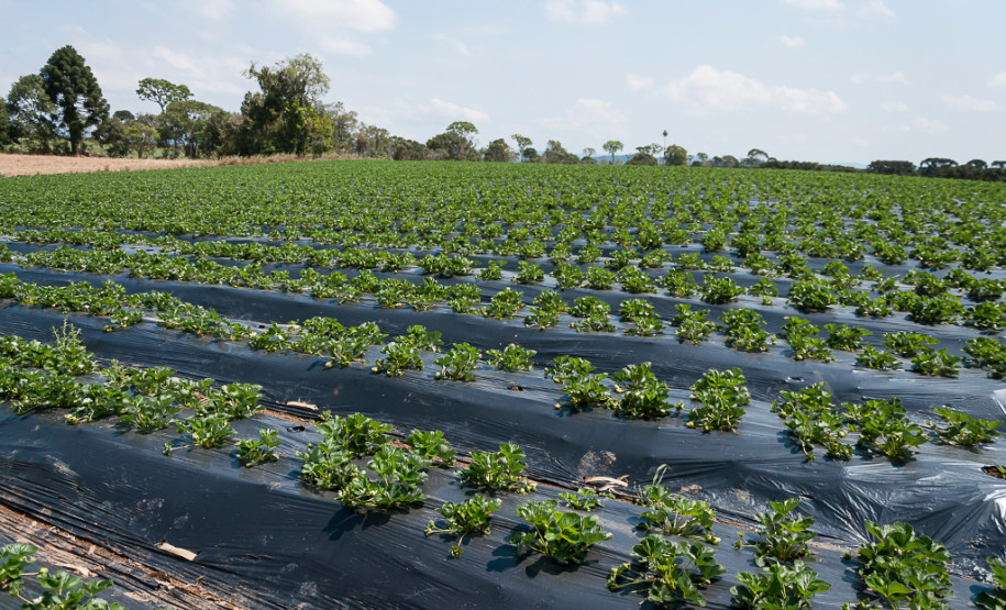 O morango utilizado na receita do sorvete foi cultivado na propriedade da família Ladeca. Depois que concluiu o curso de Técnico Agrícola em uma escola da rede estadual de ensino, o produtor rural Cláudio Ladeca resolveu investir na produção de hortifrutigranjeiros. O destaque da propriedade rural é a produção de morango em uma área de 4 mil metros quadrados.