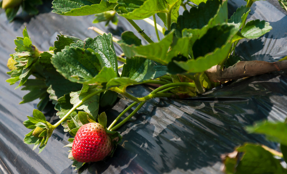 O morango utilizado na receita do sorvete foi cultivado na propriedade da família Ladeca. Depois que concluiu o curso de Técnico Agrícola em uma escola da rede estadual de ensino, o produtor rural Cláudio Ladeca resolveu investir na produção de hortifrutigranjeiros. O destaque da propriedade rural é a produção de morango em uma área de 4 mil metros quadrados.