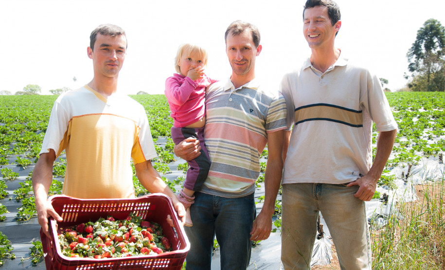 O morango utilizado na receita do sorvete foi cultivado na propriedade da família Ladeca. Depois que concluiu o curso de Técnico Agrícola em uma escola da rede estadual de ensino, o produtor rural Cláudio Ladeca resolveu investir na produção de hortifrutigranjeiros. O destaque da propriedade rural é a produção de morango em uma área de 4 mil metros quadrados.