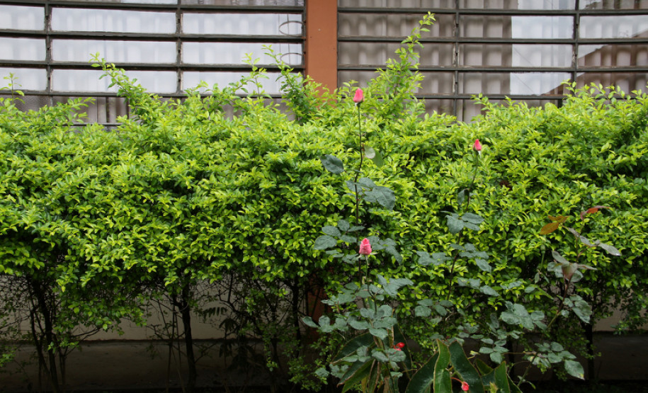 Flávio Arns visita Colégio Benedicto João Cordeiro