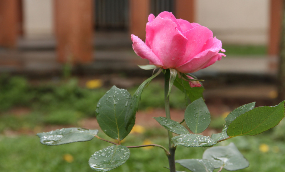 Flávio Arns visita Colégio Benedicto João Cordeiro