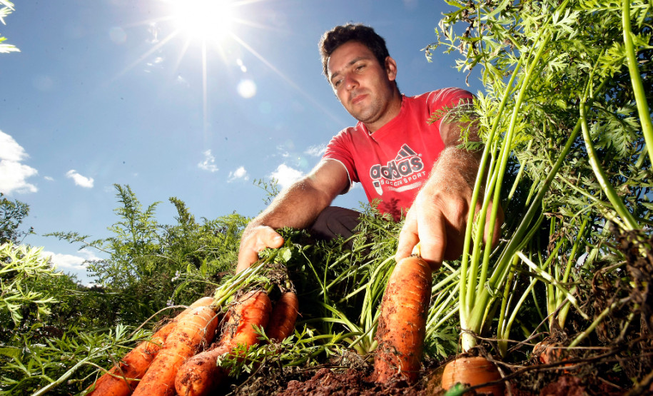 Produtos da agricultura familiar chegam a 30 mil alunos Agricultura Familiar, Cidade de Arapongas, familia de João Paulo e seus pais na horta. 24-09-13.