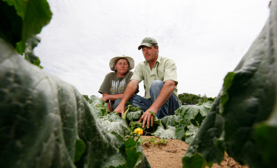 Agricultura familiar em Palmeira, na foto Reinaldo e Eva Gurski. 31-10-13.