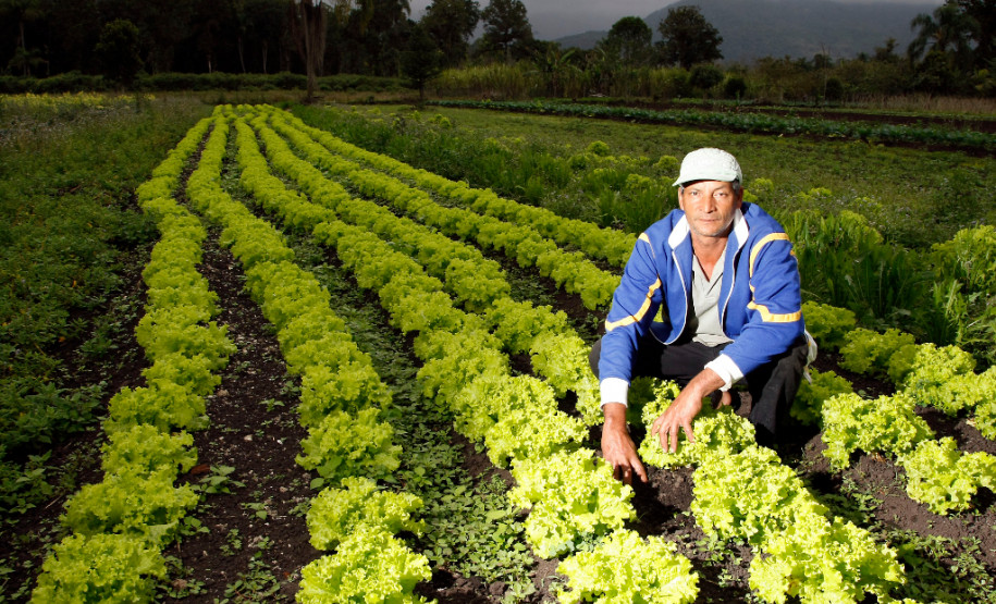 Agricultura familiar em Paranaguá, produção de João Luiz dos Santos. 06-09-13.