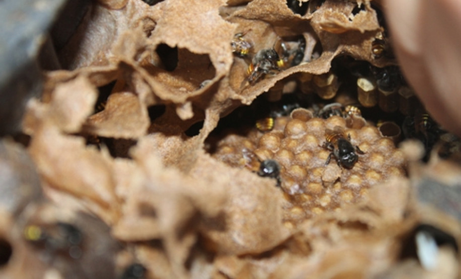 Criação de abelhas sem ferrão e produção de orquídeas são desenvolvidos por alunos do curso técnico em Meio Ambiente do Colégio Estadual Paulo Leminski.