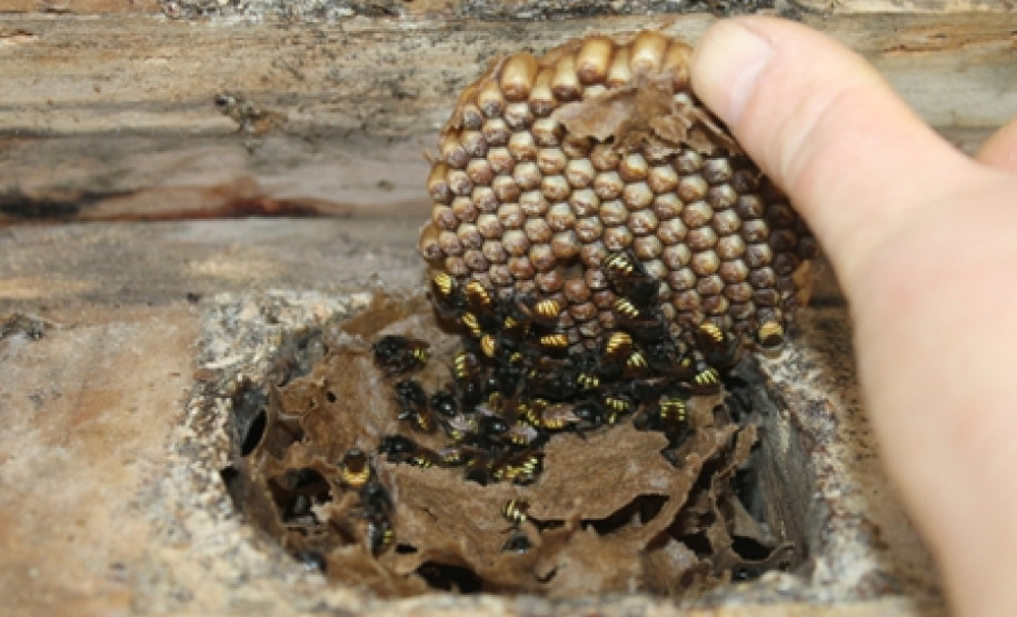 Criação de abelhas sem ferrão e produção de orquídeas são desenvolvidos por alunos do curso técnico em Meio Ambiente do Colégio Estadual Paulo Leminski.