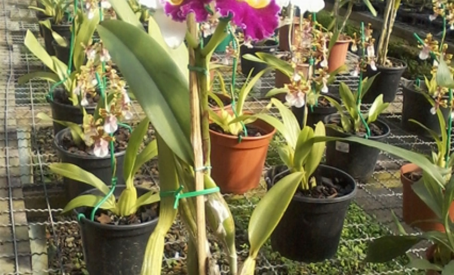 Criação de abelhas sem ferrão e produção de orquídeas são desenvolvidos por alunos do curso técnico em Meio Ambiente do Colégio Estadual Paulo Leminski.
