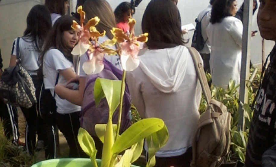 Criação de abelhas sem ferrão e produção de orquídeas são desenvolvidos por alunos do curso técnico em Meio Ambiente do Colégio Estadual Paulo Leminski.
