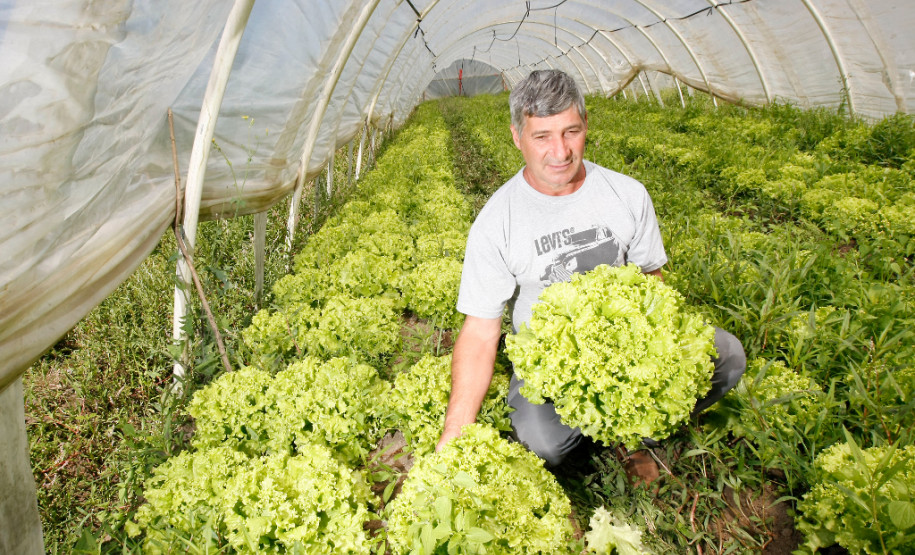 Rio Azul, agricultura familiar, na foto o agricultor Leocir Mangoni. 14-11-13.