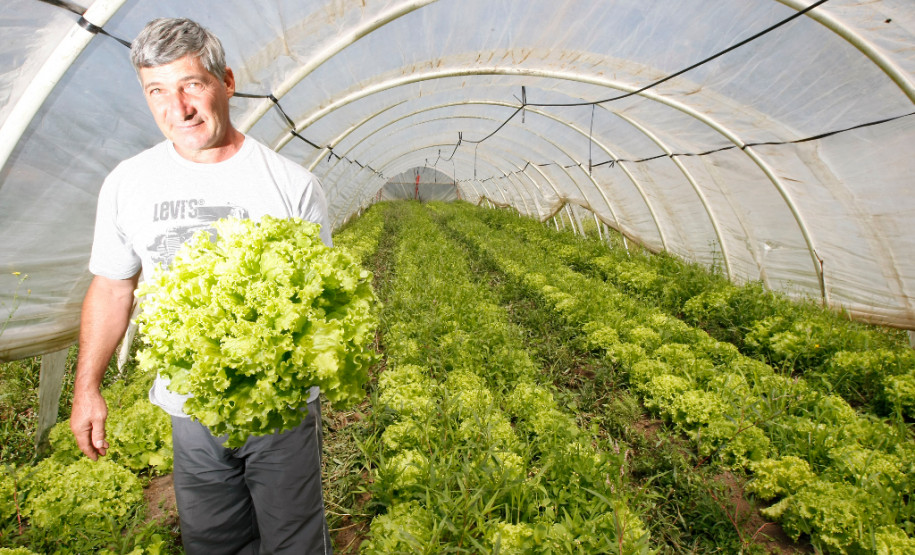 Rio Azul, agricultura familiar, na foto o agricultor Leocir Mangoni. 14-11-13.