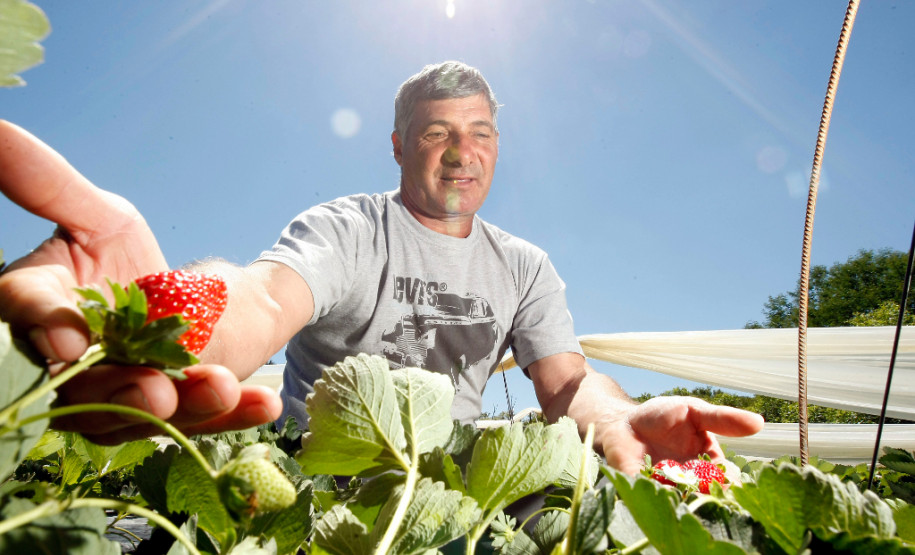 Rio Azul, agricultura familiar, na foto o agricultor Leocir Mangoni. 14-11-13.