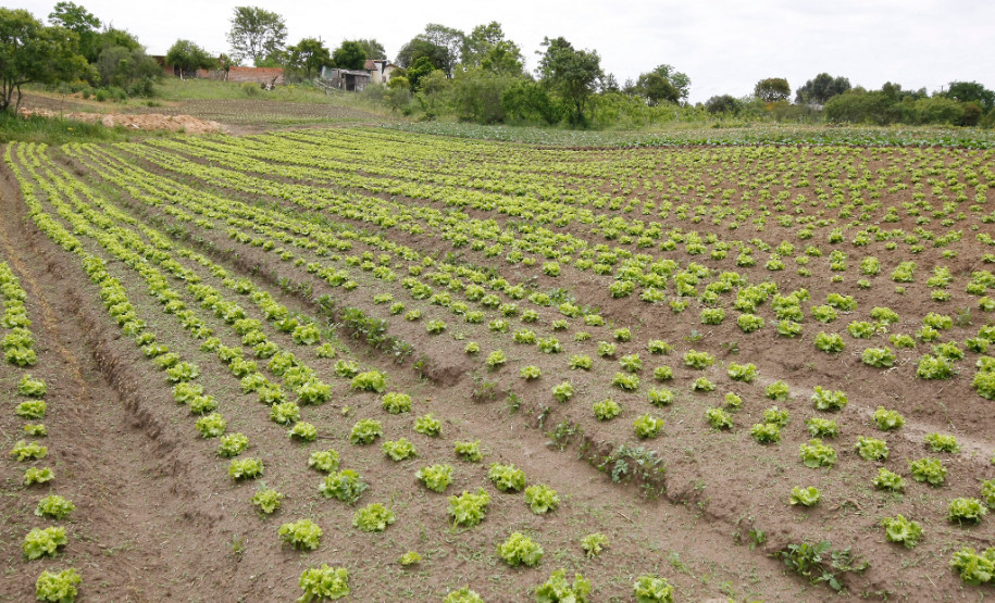 Agricultura familiar em Palmeira, na foto plantação de Reinaldo e Eva Gurski. 31-10-13.