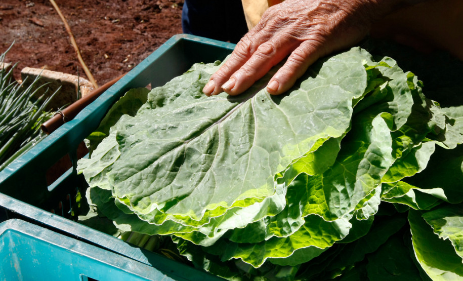 Agricultura Familiar, Cidade de Arapongas, familia de João Paulo e seus pais na horta. 24-09-13.