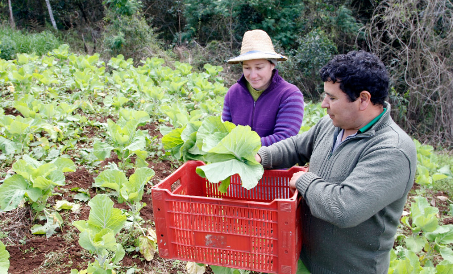 Pato Branco, Agricultura Familiar, na foto produção de alimentos da familia de Wilson de Melo e Sandra Giaconani de Melo. 27-08-13.