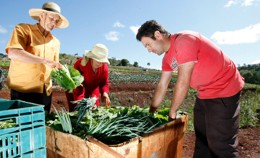 Agricultura Familiar, Cidade de Arapongas, familia de João Paulo na horta. 24-09-13.