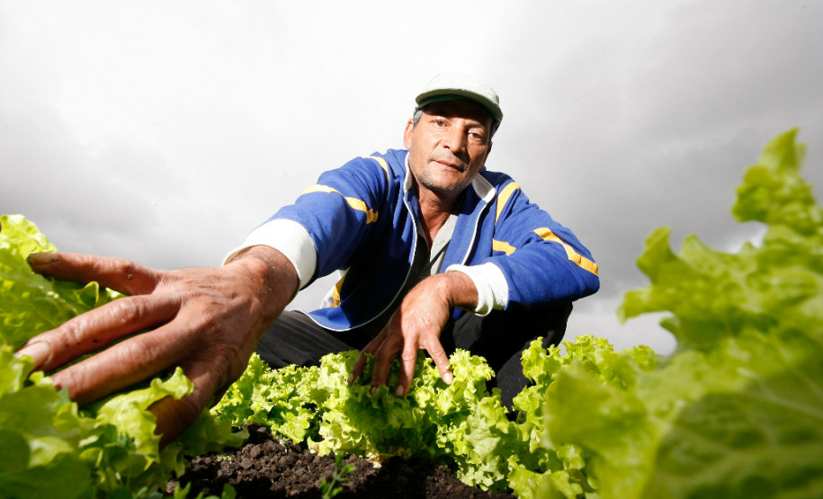 Paranaguá, agricultura familiar, produção orgânica do produtor João Luiz dos Santos. 06-09-13.
