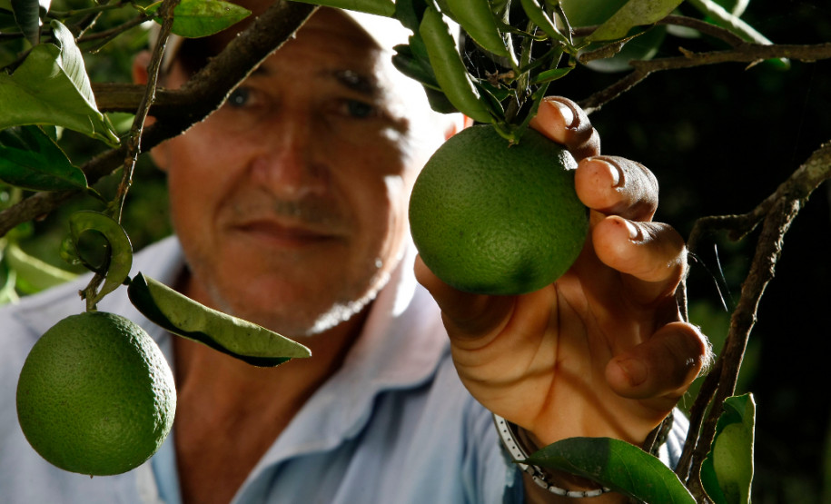 COAPROCOR, Cooperativa Agroindustrial de Produtores de Corumbataí do Sul. Na foto o agricultor Carlos Cezar Matesco. 12-03-14.