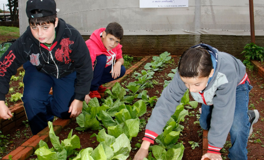 Colégio Estadual Amâncio Moro, em Corbélia, alunos na horta. 27-05-14.