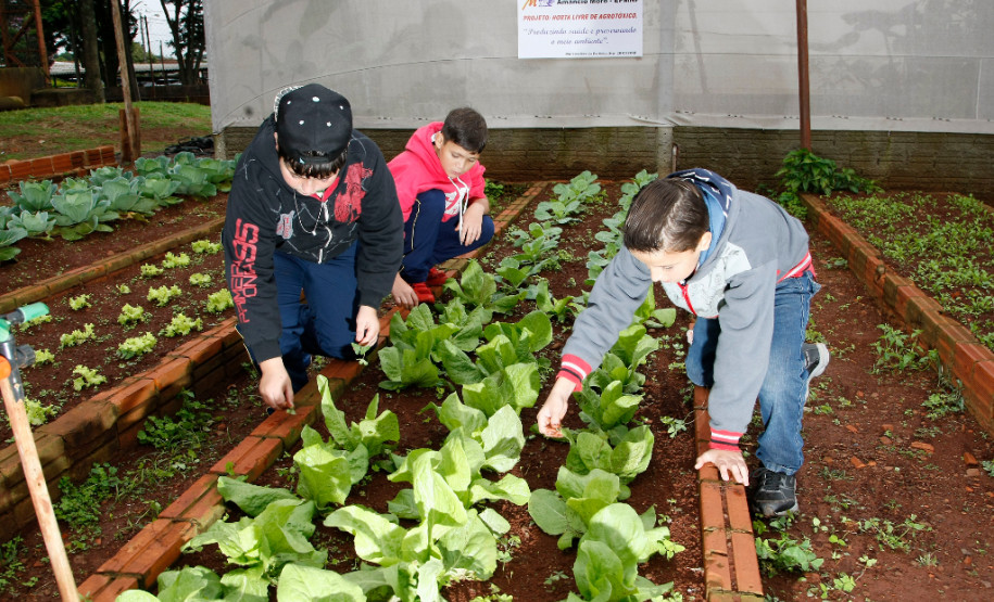 Colégio Estadual Amâncio Moro, em Corbélia, alunos na horta. 27-05-14.
