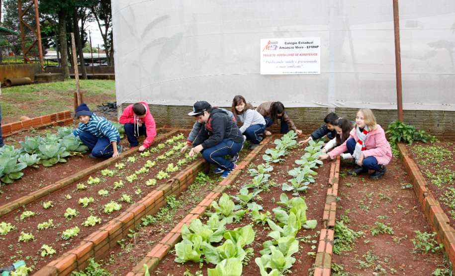 Colégio Estadual Amâncio Moro, em Corbélia, alunos na horta. 27-05-14.