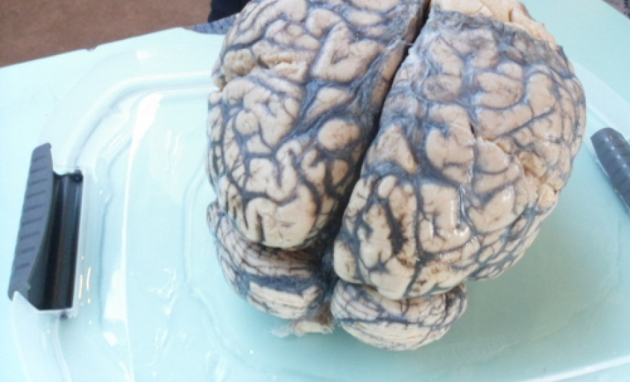 Colégio Estadual São Cristóvão realiza a 6ª Edição da Mostra de Profissões, com participação do Exército e instituições de ensino superior.