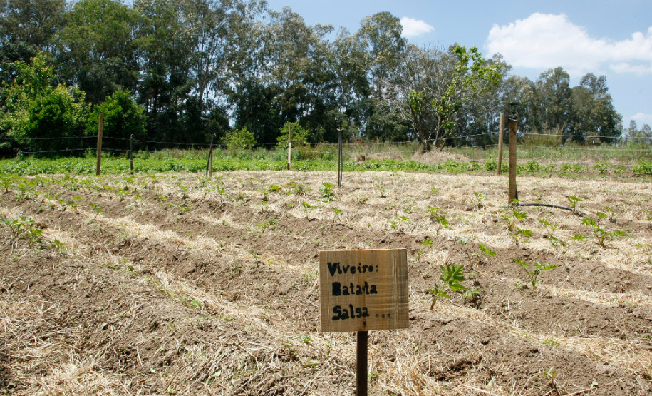 Cidade de Rio Negro, Colégio Agrícola Lysimaco Ferreira da Costa. 09-10-14.