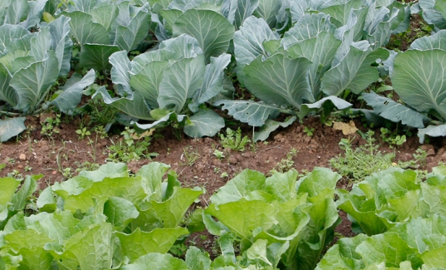 Horta escolar, imagem de arquivo.