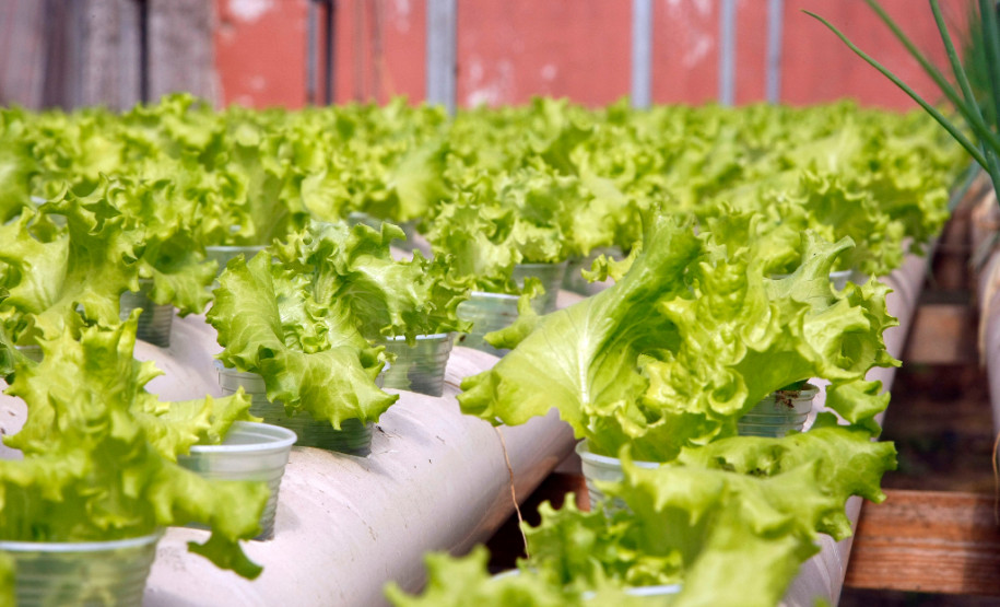 Horta hidropônica é ferramenta de ensino em colégio Colégio Estadual Teobaldo Leonardo Kletemberg, no bairro Novo Mundo, em Curitiba. 28-04-15.