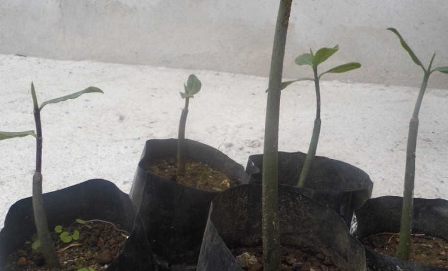 Os alunos da Escola de Educação Especial Daniela, Emanoela e Soraia, em Guaratuba, receberam nessa última sexta-feira (21) uma comitiva de Hyogo, província do Japão. Os representantes estrangeiros vieram conhecer as atividades artísticas realizadas pela escola do Projeto Manguezais.