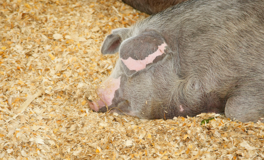 Os alunos do 3° ano do curso do técnico em agropecuária desenvolvem há um ano o projeto de produção e preservação de suínos da raça Moura, trazidos para o Brasil no século 18, que estão ameaçados de extinção