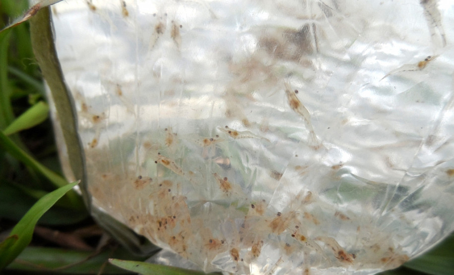 O Colégio Estadual Agrícola Adroaldo Augusto Colombo, em Palotina, Oeste do Paraná, ampliou as práticas da atividade de piscicultura para oferecer mais conhecimentos e oportunidades de melhoria de renda aos alunos do Curso Técnico em Agropecuária. A escola, que pertence ao Governo do Estado, introduziu a criação de crustáceos (carcinicultura) nos tanques onde são criadas tilápias.